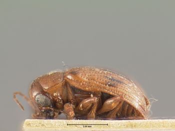 Media type: image; Entomology 9786   Aspect: habitus lateral view